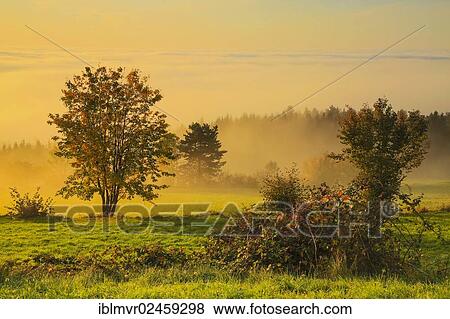 Stock Photo - "Autumnal trees in the morning fog, Austria, Europe". Fotosearch