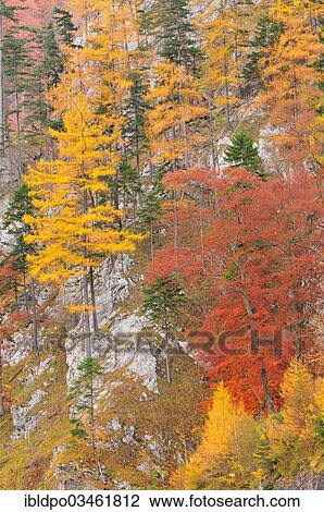 "Autumnal trees on the mountainside, Hollental valley, Lower Austria, Austria, Europe" View Large Photo Image Stock Image - "Autumnal trees on the mountainside, Hollental valley, Lower Austria, Austria, Europe". Fotosearch
