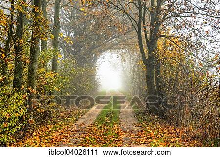 "Autumnal view of Marschbahndamm road, Kirchwerder, Vierlande and Marschlande districts, Hamburg, Germany, Europe" View Large Photo Image Stock Image - "Autumnal view of Marschbahndamm road, Kirchwerder, Vierlande and Marschlande districts, Hamburg, Germany, Europe". Fotosearch