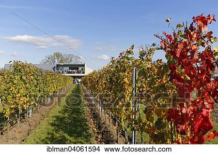 "Autumnal vineyard and Esterhazy winery, Trausdorf an der Wulka, Northern Burgenland, Burgenland, Austria, Europe" View Large Photo Image Picture - "Autumnal vineyard and Esterhazy winery, Trausdorf an der Wulka, Northern Burgenland, Burgenland, Austria, Europe". Fotosearch