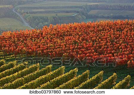 "Autumnal vineyard in the Kaiserstuhl hills, Mondhalde viewpoint, Oberrottweil, Vogtsburg im Kaiserstuhl, Baden-Wuerttemberg, Germany, Europe" View Large Photo Image Stock Image - "Autumnal vineyard in the Kaiserstuhl hills, Mondhalde viewpoint, Oberrottweil, Vogtsburg im Kaiserstuhl, Baden-Wuerttemberg, Germany, Europe". Fotosearch