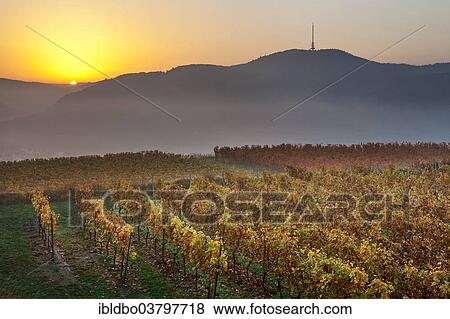 "Autumnal vineyard in the Kaiserstuhl hills at sunrise with early morning fog, Mondhalde viewpoint, Oberrottweil, Vogtsburg im Kaiserstuhl, Baden-Wuerttemberg, Germany, Europe" View Large Photo Image Stock Photo - "Autumnal vineyard in the Kaiserstuhl hills at sunrise with early morning fog, Mondhalde viewpoint, Oberrottweil, Vogtsburg im Kaiserstuhl, Baden-Wuerttemberg, Germany, Europe". Fotosearch