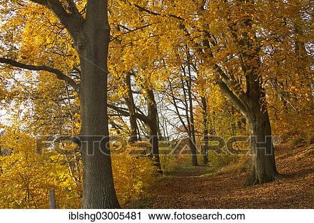 "Autumnal woods, Luneburg, Lower Saxony, Germany, Europe" View Large Photo Image Stock Image - "Autumnal woods, Luneburg, Lower Saxony, Germany, Europe". Fotosearch