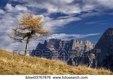 "Autumnal yellow larch (Larix), behind Mt. Zugspitze, Ehrwald, Tyrol, Austria, Europe" View Large Photo Image Stock Photograph - "Autumnal yellow larch (Larix), behind Mt. Zugspitze, Ehrwald, Tyrol, Austria, Europe". Fotosearch