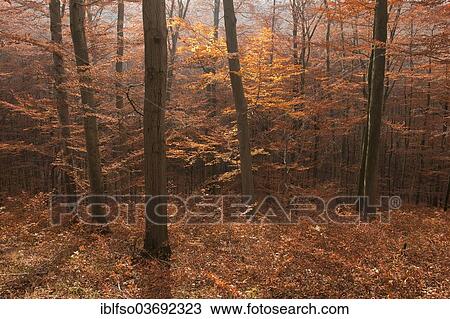 "Autumnally coloured beech forest, European Beech or Common Beech (Fagus sylvatica), Hainich National Park, Thuringia, Germany, Europe" View Large Photo Image Stock Image - "Autumnally coloured beech forest, European Beech or Common Beech (Fagus sylvatica), Hainich National Park, Thuringia, Germany, Europe". Fotosearch