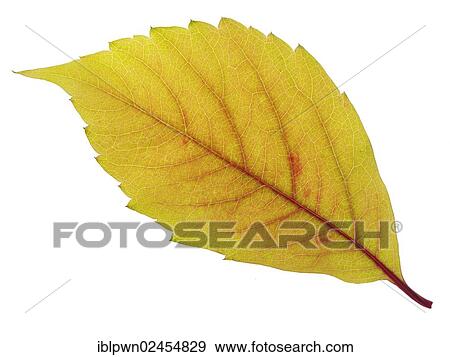 Autumnally coloured birch leaf View Large Photo Image Stock Photo - Autumnally coloured birch leaf. Fotosearch