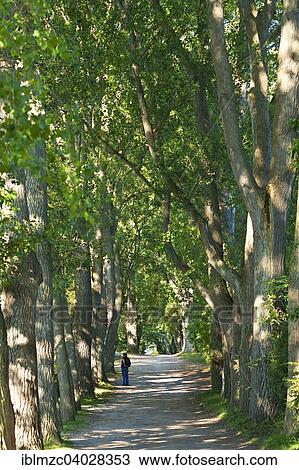 "Avenue, black poplars (Populus nigra), Ahrenshoop, Darss, Fischland-Darss-Zingst, Mecklenburg-Western Pomerania, Germany, Europe" View Large Photo Image Stock Image - "Avenue, black poplars (Populus nigra), Ahrenshoop, Darss, Fischland-Darss-Zingst, Mecklenburg-Western Pomerania, Germany, Europe". Fotosearch