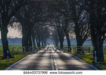 Stock Photograph - "Avenue, country road, near Dreschvitz, Rugen, Mecklenburg-Western Pomerania, Germany, Europe". Fotosearch