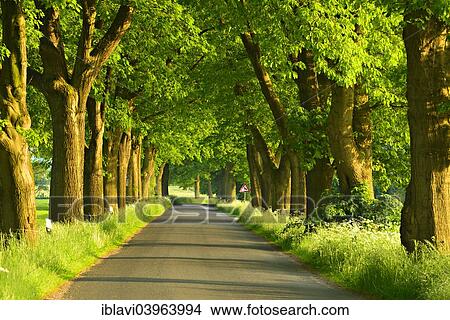 "Avenue in the evening light, Raguth, Mecklenburg-Western Pomerania, Germany, Europe" View Large Photo Image Picture - "Avenue in the evening light, Raguth, Mecklenburg-Western Pomerania, Germany, Europe". Fotosearch