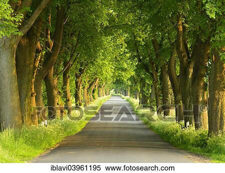"Avenue in the evening light, Raguth, Mecklenburg-Western Pomerania, Germany, Europe" View Large Photo Image Stock Photography - "Avenue in the evening light, Raguth, Mecklenburg-Western Pomerania, Germany, Europe". Fotosearch