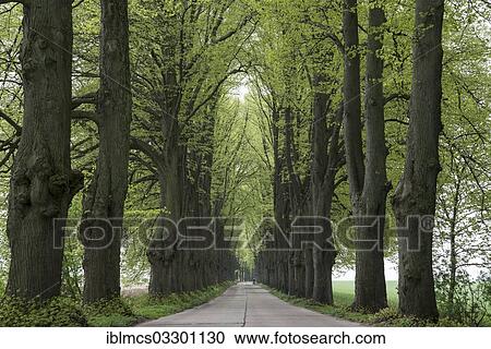 "Avenue lined with lime trees, Krummin, Usedom, Mecklenburg-Western Pomerania, Germany, Europe" View Large Photo Image Stock Image - "Avenue lined with lime trees, Krummin, Usedom, Mecklenburg-Western Pomerania, Germany, Europe". Fotosearch