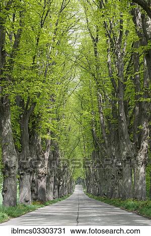 "Avenue lined with lime trees, Krummin, Usedom, Mecklenburg-Western Pomerania, Germany, Europe" View Large Photo Image Stock Image - "Avenue lined with lime trees, Krummin, Usedom, Mecklenburg-Western Pomerania, Germany, Europe". Fotosearch