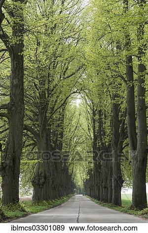 "Avenue lined with lime trees, Krummin, Usedom, Mecklenburg-Western Pomerania, Germany, Europe" View Large Photo Image Stock Photo - "Avenue lined with lime trees, Krummin, Usedom, Mecklenburg-Western Pomerania, Germany, Europe". Fotosearch
