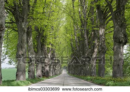 "Avenue lined with lime trees, Krummin, Usedom, Mecklenburg-Western Pomerania, Germany, Europe" View Large Photo Image Stock Photo - "Avenue lined with lime trees, Krummin, Usedom, Mecklenburg-Western Pomerania, Germany, Europe". Fotosearch