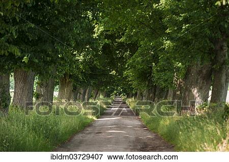 "Avenue of beech trees, near Krokowa, Pomeranian Voivodeship or Pomorskie Region, Poland, Europe" View Large Photo Image Stock Photo - "Avenue of beech trees, near Krokowa, Pomeranian Voivodeship or Pomorskie Region, Poland, Europe". Fotosearch