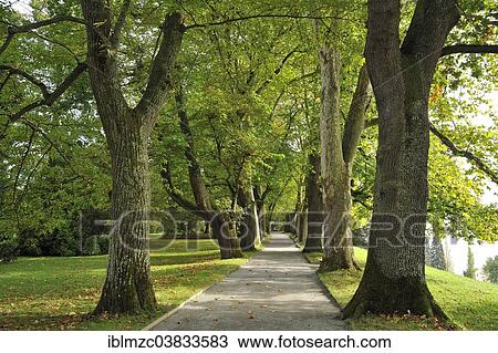Stock Image - "Avenue of oaks (Quercus) and sycamores (Platanus x hispanica), Mainau, Baden-Wurttemberg, Germany, Europe". Fotosearch