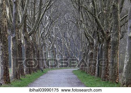 "Avenue of Plane trees, Nordliches Mainauried region, Baden-Wurttemberg, Germany, Europe" View Large Photo Image Stock Photography - "Avenue of Plane trees, Nordliches Mainauried region, Baden-Wurttemberg, Germany, Europe". Fotosearch