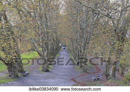 "Avenue of plane trees, Tubingen, Baden-Wurttemberg, Germany, Europe" View Large Photo Image Stock Image - "Avenue of plane trees, Tubingen, Baden-Wurttemberg, Germany, Europe". Fotosearch