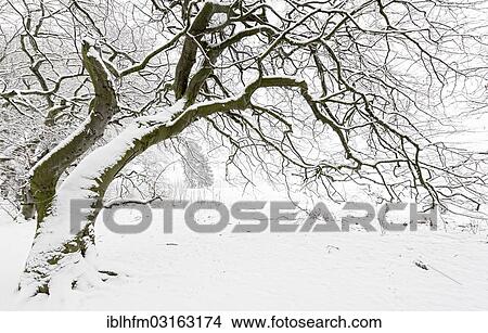 "Avenue of snow-covered Dwarf Beeches or Suentel Beeches (Fagus sylvatica var suentelensis), Schaumburg, Bad Nenndorf, Lower Saxony, Germany, Europe" View Large Photo Image Picture - "Avenue of snow-covered Dwarf Beeches or Suentel Beeches (Fagus sylvatica var suentelensis), Schaumburg, Bad Nenndorf, Lower Saxony, Germany, Europe". Fotosearch