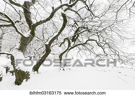 Stock Photography - "Avenue of snow-covered Dwarf Beeches or Suentel Beeches (Fagus sylvatica var suentelensis), Schaumburg, Bad Nenndorf, Lower Saxony, Germany, Europe". Fotosearch