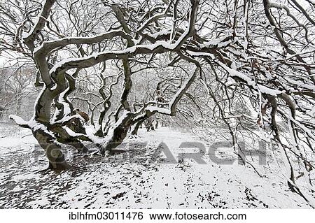 "Avenue of snow-covered Suentel Beeches or Dwarf Beeches (Fagus sylvatica var suentelensis), Bad Nenndorf, Lower Saxony, Germany, Europe" View Large Photo Image Stock Photograph - "Avenue of snow-covered Suentel Beeches or Dwarf Beeches (Fagus sylvatica var suentelensis), Bad Nenndorf, Lower Saxony, Germany, Europe". Fotosearch