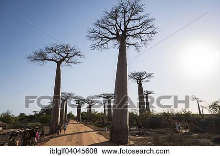 "Avenue of the Baobabs or Baobab Alley, Grandidier's Baobabs (Adansonia grandidieri), Morondava, Madagascar, Africa" View Large Photo Image Stock Photo - "Avenue of the Baobabs or Baobab Alley, Grandidier's Baobabs (Adansonia grandidieri), Morondava, Madagascar, Africa". Fotosearch