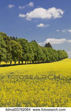 "Avenue of trees and a rapeseed field in spring, Schwabische Alb, Baden-Wurttemberg, Germany, Europe" View Large Photo Image Picture - "Avenue of trees and a rapeseed field in spring, Schwabische Alb, Baden-Wurttemberg, Germany, Europe". Fotosearch