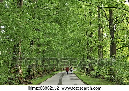 Stock Image - "Avenue with Dawn Redwoods (Metasequoia glyptostroboides), Mainau, Baden-Wurttemberg, Germany, Europe". Fotosearch