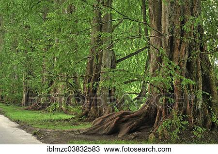 "Avenue with Dawn Redwoods (Metasequoia glyptostroboides), Mainau, Baden-Wurttemberg, Germany, Europe" View Large Photo Image Stock Image - "Avenue with Dawn Redwoods (Metasequoia glyptostroboides), Mainau, Baden-Wurttemberg, Germany, Europe". Fotosearch