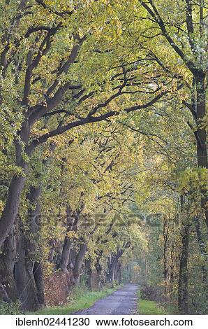 "Avenue with Oaks (Quercus robur), Haren, Emsland, Lower Saxony, Germany, Europe" View Large Photo Image Stock Image - "Avenue with Oaks (Quercus robur), Haren, Emsland, Lower Saxony, Germany, Europe". Fotosearch