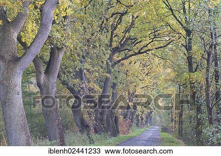 "Avenue with Oaks (Quercus robur), Haren, Emsland, Lower Saxony, Germany, Europe" View Large Photo Image Stock Image - "Avenue with Oaks (Quercus robur), Haren, Emsland, Lower Saxony, Germany, Europe". Fotosearch