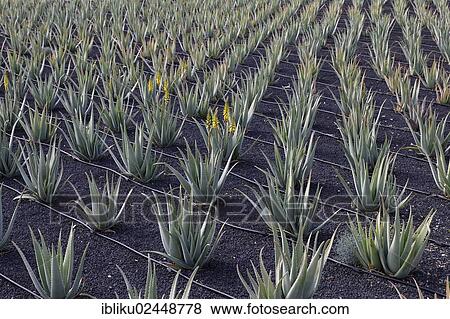 "AVISA Aloe Vera plantation near Tiscamanita, Fuerteventura, Canary Islands, Spain, Europe" View Large Photo Image Stock Photo - "AVISA Aloe Vera plantation near Tiscamanita, Fuerteventura, Canary Islands, Spain, Europe". Fotosearch