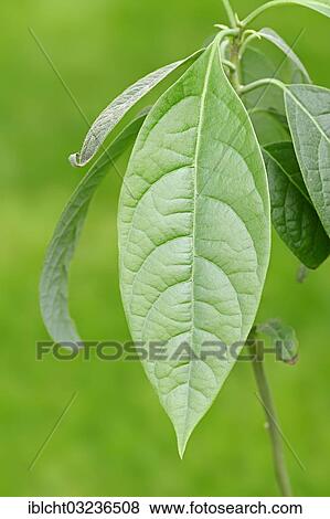 "Avocado (Persea americana), leaf, North Rhine-Westphalia, Germany, Europe" View Large Photo Image Stock Photo - "Avocado (Persea americana), leaf, North Rhine-Westphalia, Germany, Europe". Fotosearch
