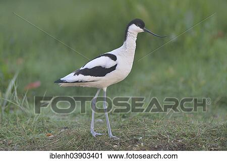 "Avocet (Recurvirostra avosetta), Texel, province of North Holland, The Netherlands, Europe" View Large Photo Image Stock Image - "Avocet (Recurvirostra avosetta), Texel, province of North Holland, The Netherlands, Europe". Fotosearch
