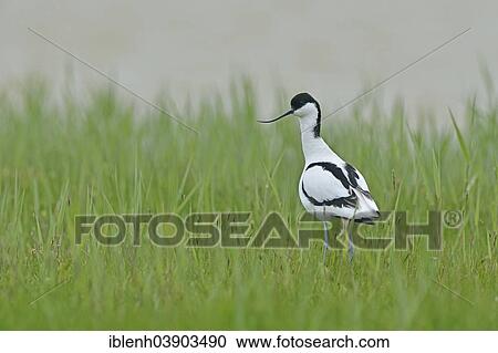 Stock Image - "Avocet (Recurvirostra avosetta), Texel, province of North Holland, The Netherlands, Europe". Fotosearch