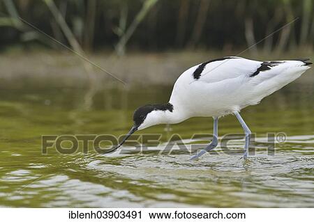Stock Image - "Avocet (Recurvirostra avosetta), Texel, province of North Holland, The Netherlands, Europe". Fotosearch