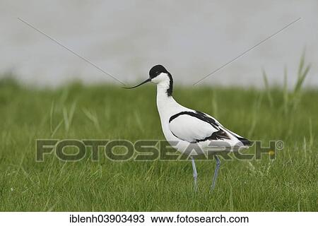 Stock Image - "Avocet (Recurvirostra avosetta), Texel, province of North Holland, The Netherlands, Europe". Fotosearch