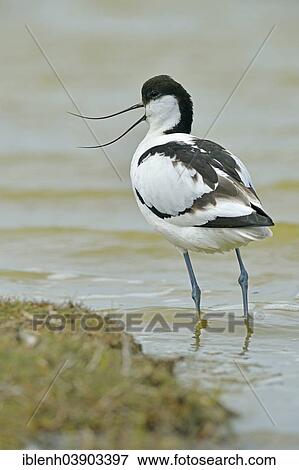 "Avocet (Recurvirostra avosetta), Texel, province of North Holland, The Netherlands, Europe" View Large Photo Image Stock Photo - "Avocet (Recurvirostra avosetta), Texel, province of North Holland, The Netherlands, Europe". Fotosearch