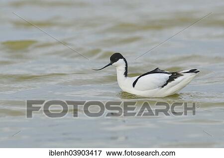 "Avocet (Recurvirostra avosetta), Texel, province of North Holland, The Netherlands, Europe" View Large Photo Image Stock Photo - "Avocet (Recurvirostra avosetta), Texel, province of North Holland, The Netherlands, Europe". Fotosearch