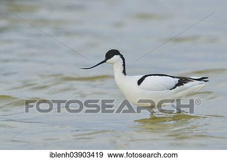 "Avocet (Recurvirostra avosetta), Texel, province of North Holland, The Netherlands, Europe" View Large Photo Image Stock Photo - "Avocet (Recurvirostra avosetta), Texel, province of North Holland, The Netherlands, Europe". Fotosearch