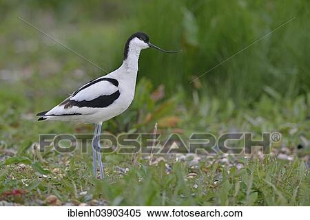 "Avocet (Recurvirostra avosetta), Texel, province of North Holland, The Netherlands, Europe" View Large Photo Image Stock Photography - "Avocet (Recurvirostra avosetta), Texel, province of North Holland, The Netherlands, Europe". Fotosearch