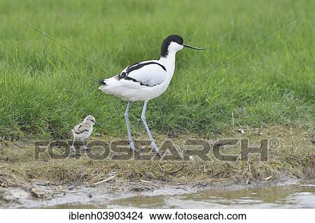 "Avocet (Recurvirostra avosetta) with chick, Texel, province of North Holland, The Netherlands, Europe" View Large Photo Image Picture - "Avocet (Recurvirostra avosetta) with chick, Texel, province of North Holland, The Netherlands, Europe". Fotosearch