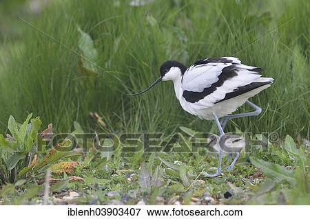 Stock Photo - "Avocet (Recurvirostra avosetta) with chick, Texel, province of North Holland, The Netherlands, Europe". Fotosearch