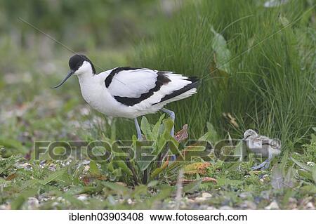 "Avocet (Recurvirostra avosetta) with chick, Texel, province of North Holland, The Netherlands, Europe" View Large Photo Image Stock Photo - "Avocet (Recurvirostra avosetta) with chick, Texel, province of North Holland, The Netherlands, Europe". Fotosearch