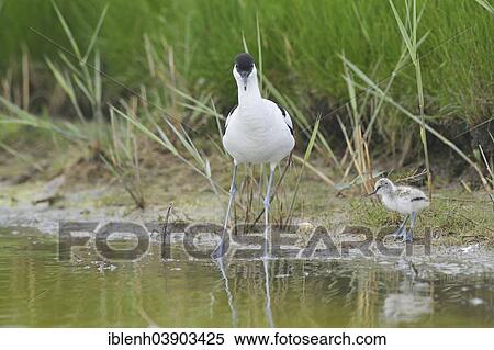 "Avocet (Recurvirostra avosetta) with chick, Texel, province of North Holland, The Netherlands, Europe" View Large Photo Image Stock Photography - "Avocet (Recurvirostra avosetta) with chick, Texel, province of North Holland, The Netherlands, Europe". Fotosearch