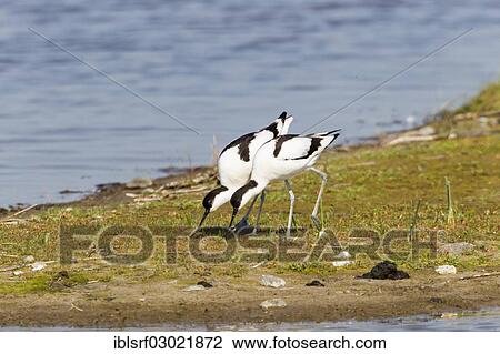 "Avocets (Recurvirostra avosetta), foraging for food, Fehmarn, Wallnau, Schleswig-Holstein, Germany, Europe" View Large Photo Image Stock Image - "Avocets (Recurvirostra avosetta), foraging for food, Fehmarn, Wallnau, Schleswig-Holstein, Germany, Europe". Fotosearch
