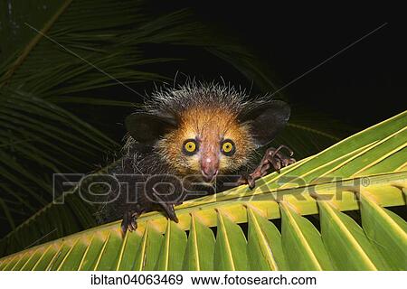 "Aye-Aye (Daubentonia madagascariensis) on a palm frond, West Masoala, Madagascar, Africa" View Large Photo Image Stock Photo - "Aye-Aye (Daubentonia madagascariensis) on a palm frond, West Masoala, Madagascar, Africa". Fotosearch