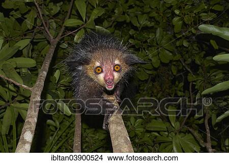 "Aye-aye (Daubentonia madagascariensis), Western Masoala, Madagascar, Africa" View Large Photo Image Picture - "Aye-aye (Daubentonia madagascariensis), Western Masoala, Madagascar, Africa". Fotosearch