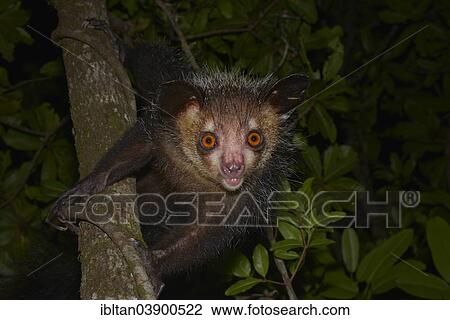 "Aye-aye (Daubentonia madagascariensis), Western Masoala, Madagascar, Africa" View Large Photo Image Stock Image - "Aye-aye (Daubentonia madagascariensis), Western Masoala, Madagascar, Africa". Fotosearch