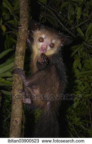 "Aye-aye (Daubentonia madagascariensis), Western Masoala, Madagascar, Africa" View Large Photo Image Stock Image - "Aye-aye (Daubentonia madagascariensis), Western Masoala, Madagascar, Africa". Fotosearch